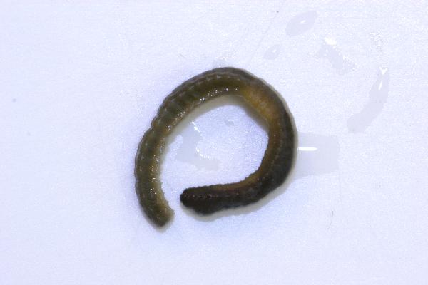 Photo of Eiseniella tetraedra by Earthworm Research Group University of Lancashire